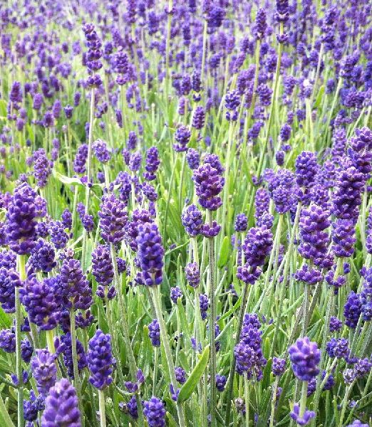 Lavandula angustifolia Hidcote blue strain 